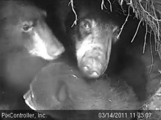 Lily_Hope_and_cub_-_20110314_113307