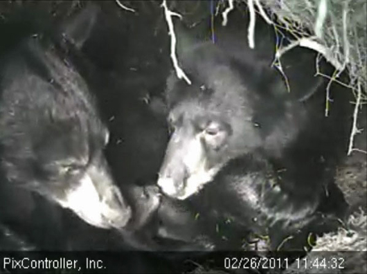 Lily_Hope_and_cub_noses_-_20110226_114432