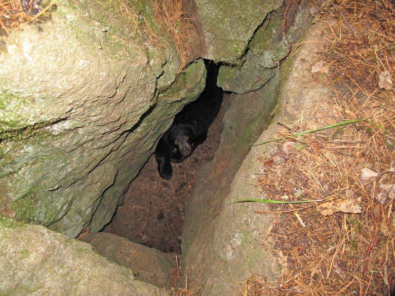 Faith peers up from den - Nov 12, 2011