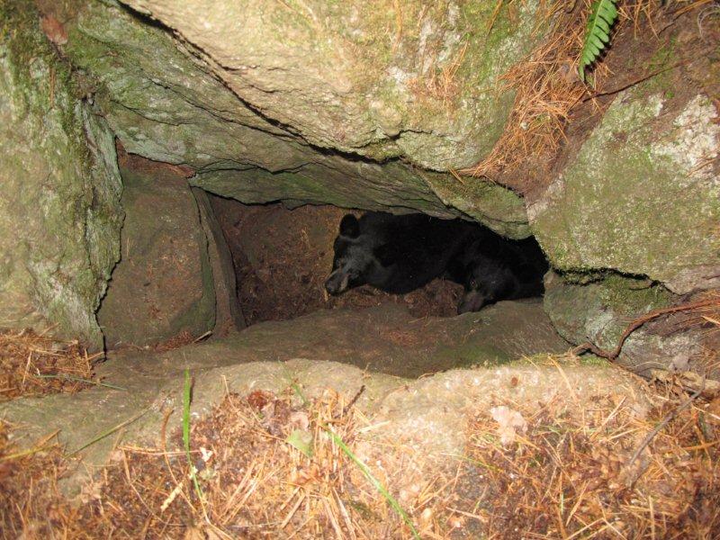 Lily and Faith in den - Nov 12, 2011