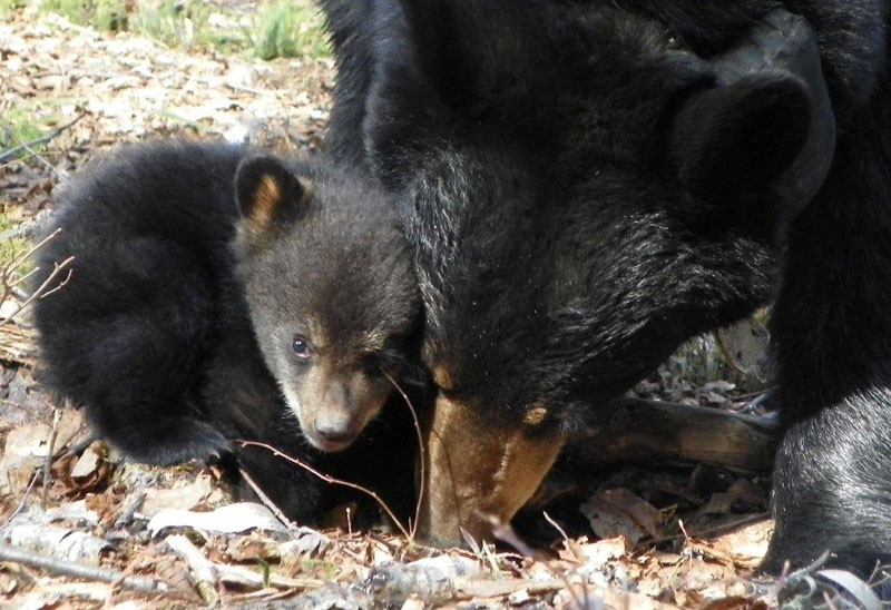 Lily_and_Faith_-_20110506