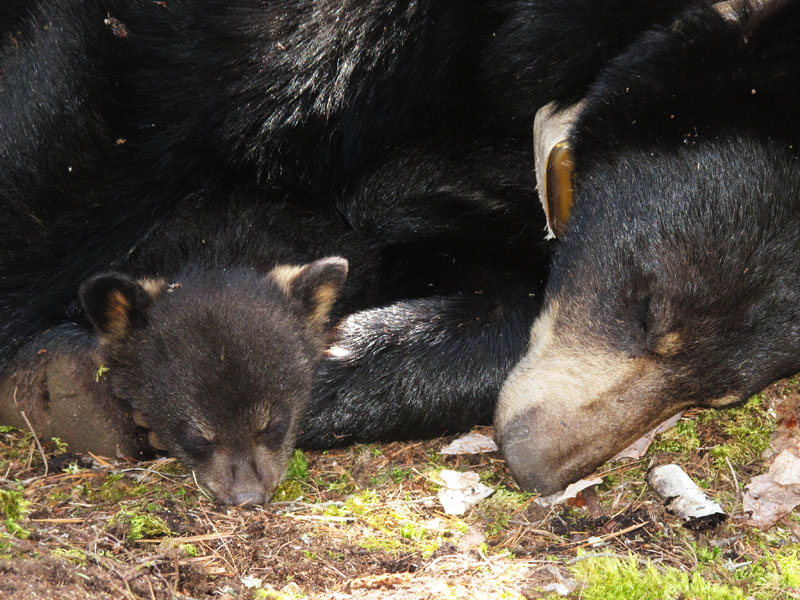 Lily_and_Faith_resting_-_20110429