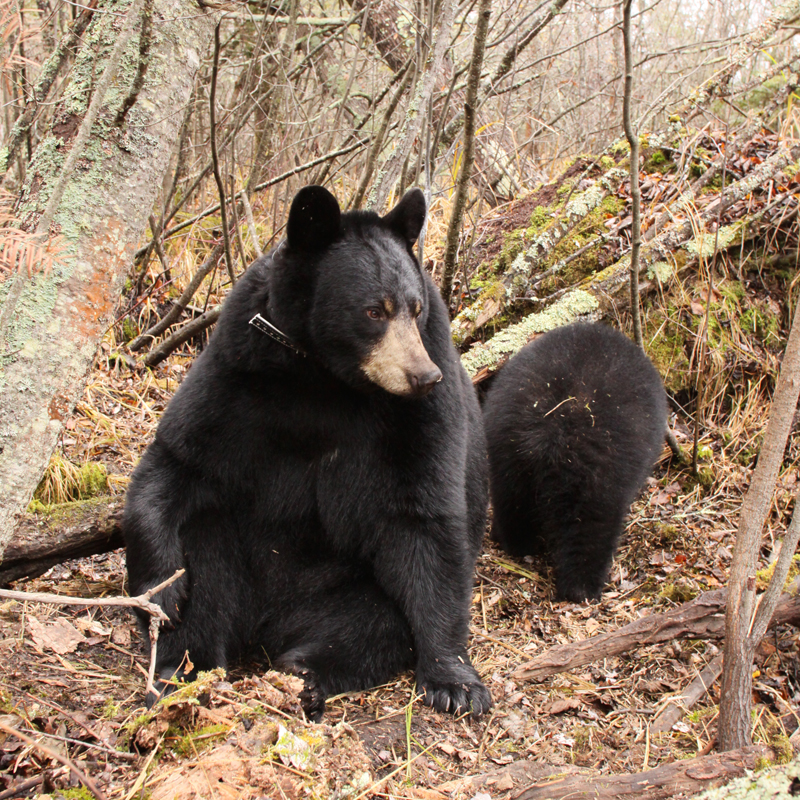 Lily_and_Hope_at_den_-_20101025