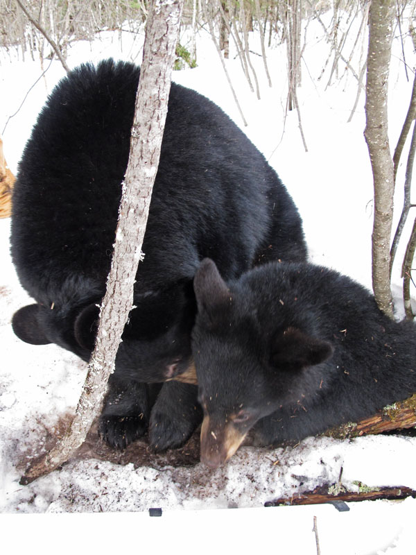 Lily_and_Hope_outside_the_den_-_20110311