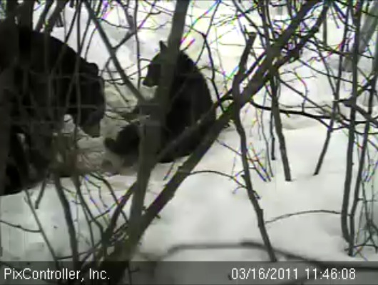 Lily_and_Hope_outside_the_den_-_20110316_114608