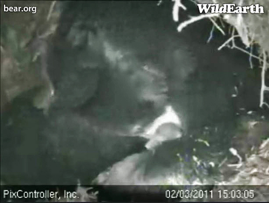 Lily_and_cub_-_20110203_150305