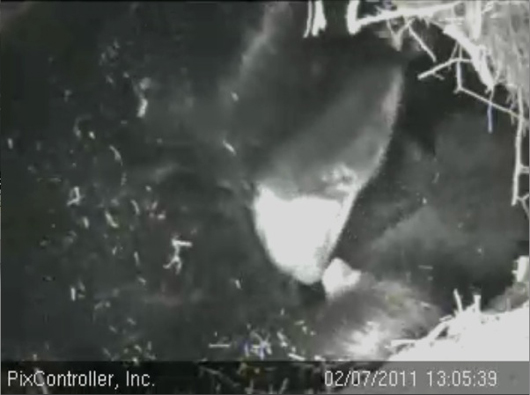 Lily_and_cub_-_20110207_130539