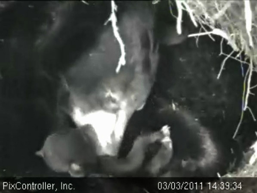 Lily_and_cub_-_20110303_143934