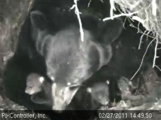 Lily_and_cubs_-_20110227_144950