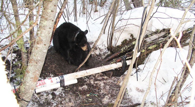 Lily_and_cubs_outside_den_-_20110317
