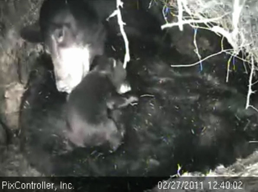 Lily_and_escape_cub_-_20110227_124002