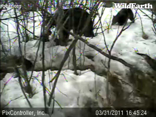 Lily_and_family_away_from_the_den_-_20110331_164524