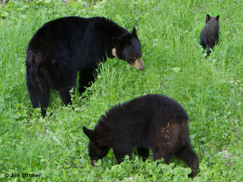 Lily_and_family_grazing_-_20110611