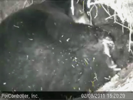 Lily_and_male_cub_-_20110208_152020