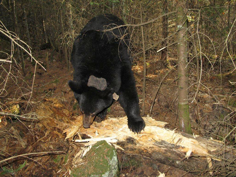 Lily at grub log - March 18, 2012