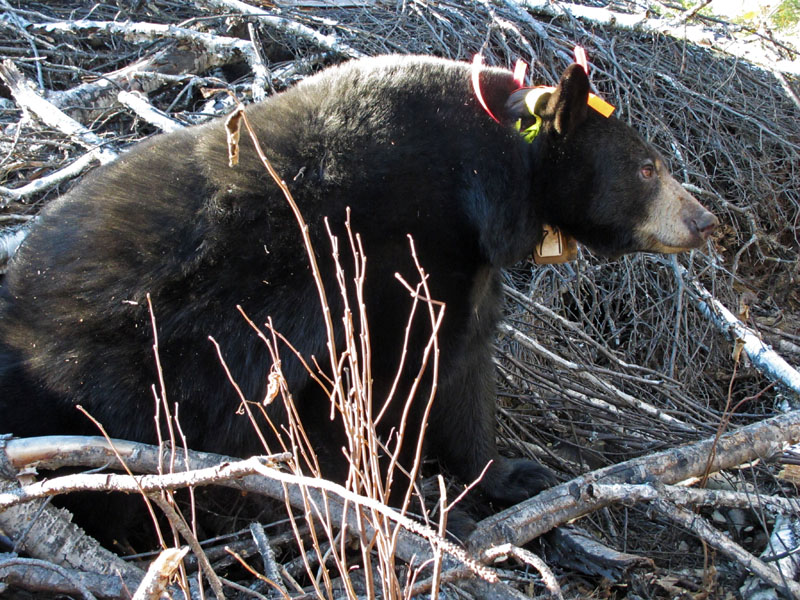 Lily at her den - Oct 2, 2012