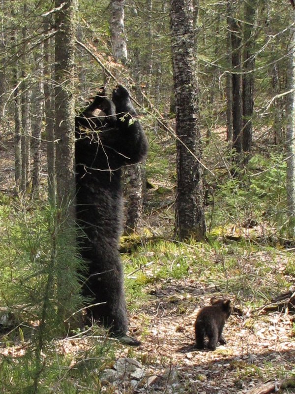 Lily_backrubbing_tree_Faith_-_20110510