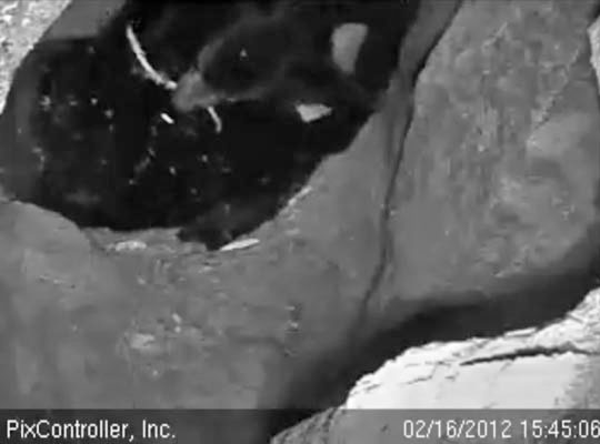 Lily chews a stick while Faith nurses - Feb 16, 2012