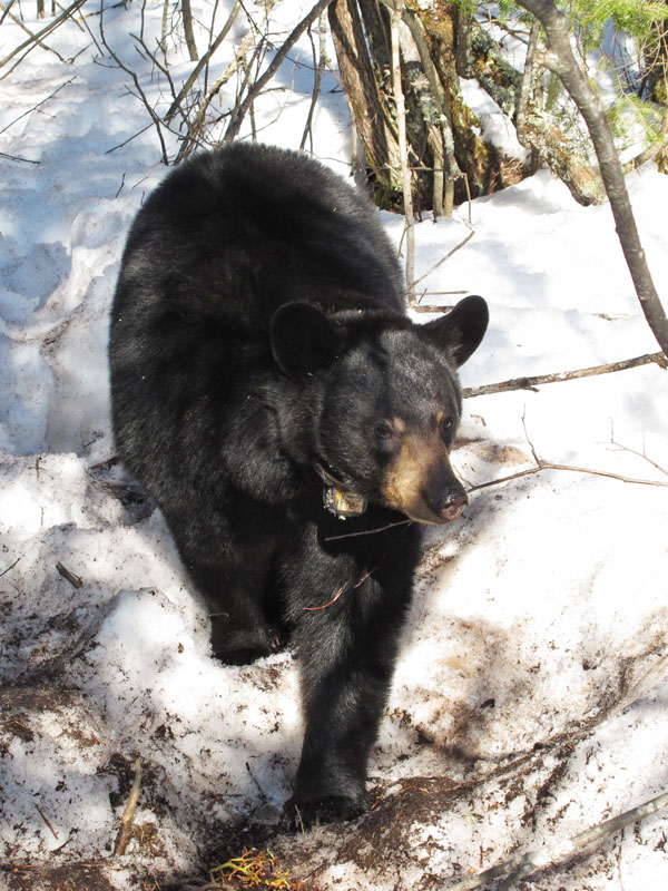 Lily_coming_-_20110328