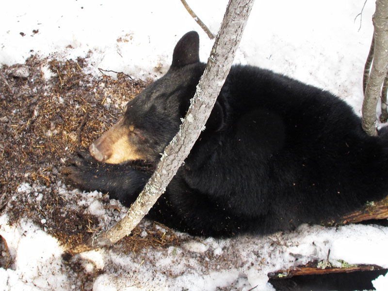 Lily_coming_out_of_den_-_20110311