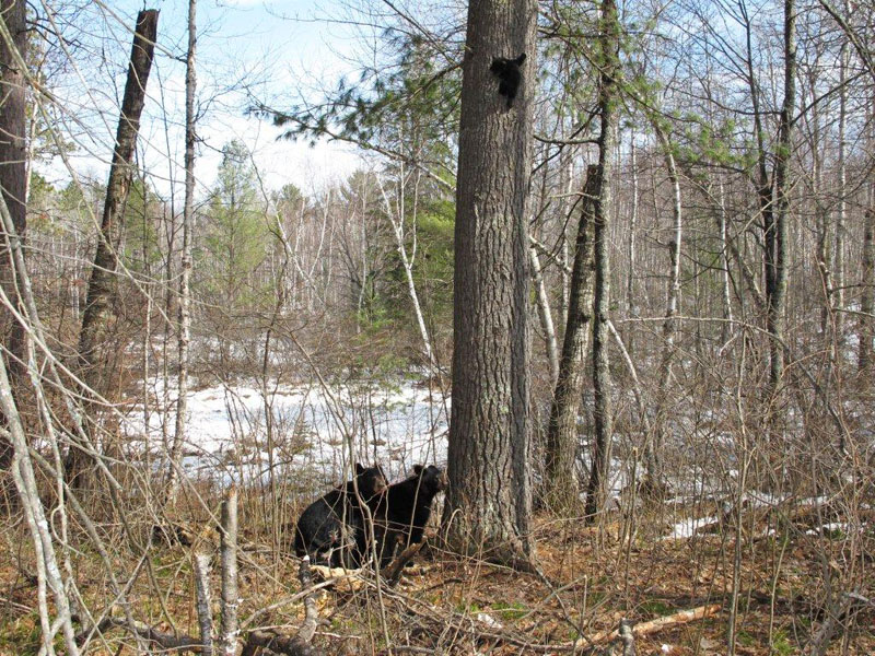 Lily_et_al_at_wp_-_20110412