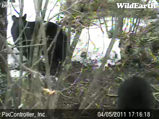 Lily_facing_away_-_20110405_171618