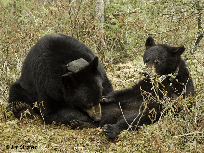 Lily grooming Faith - May 5, 2012