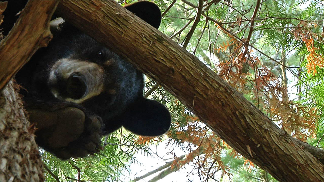 Lily_in_cedar_-_20110603