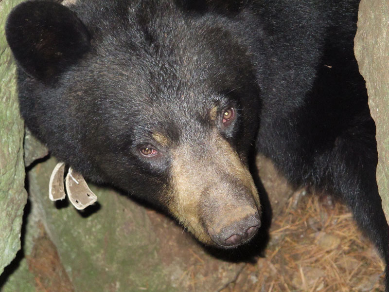 Lily in den - October 20, 2011