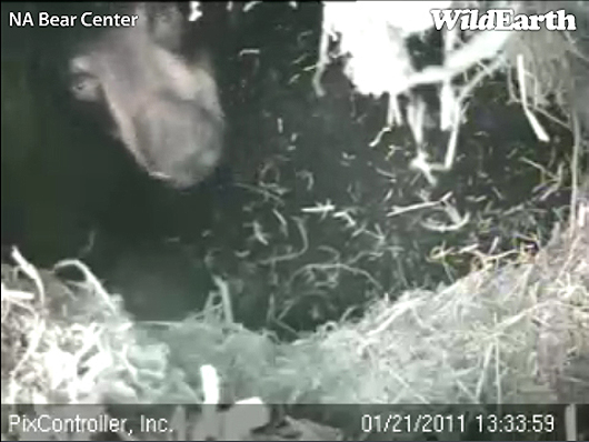 Lily_labor_-_20110121_133359_-_up