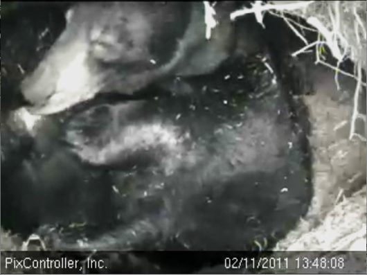 Lily_licking_Hope_-_20110211_134808