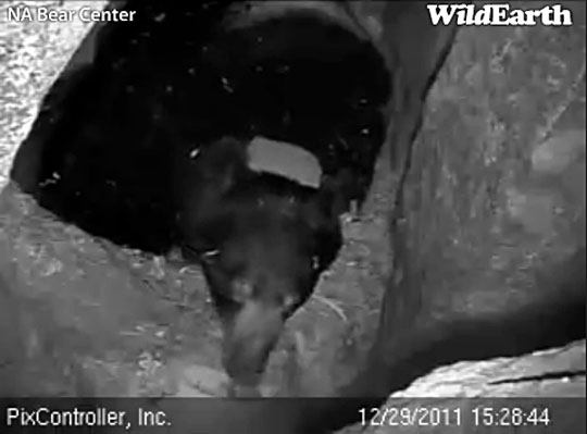 Lily licking snow - Dec 29, 2011