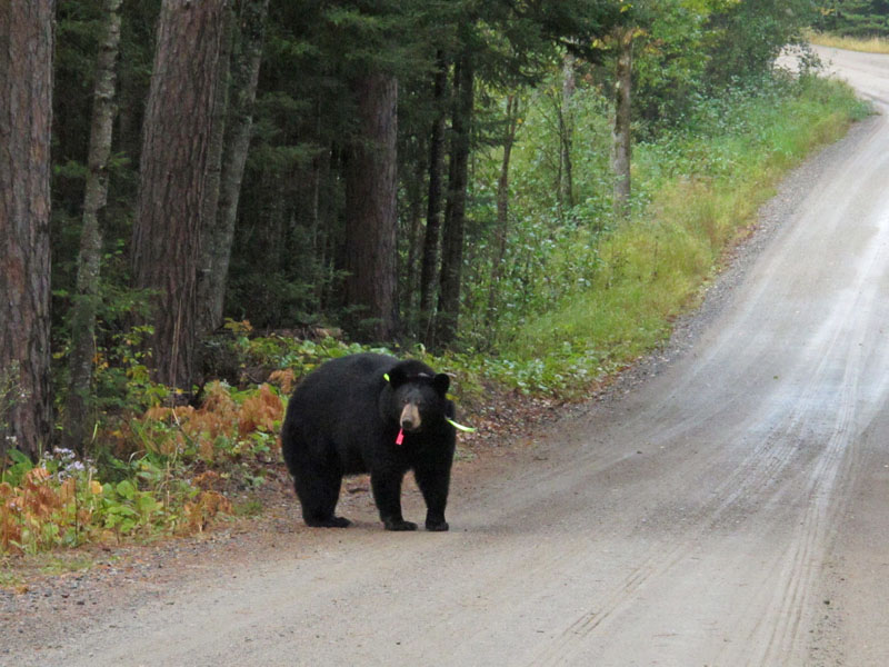 Lily looks_back_-_20110920