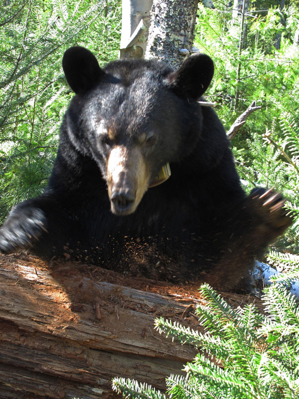 Lily blows and swats - April 4, 2012