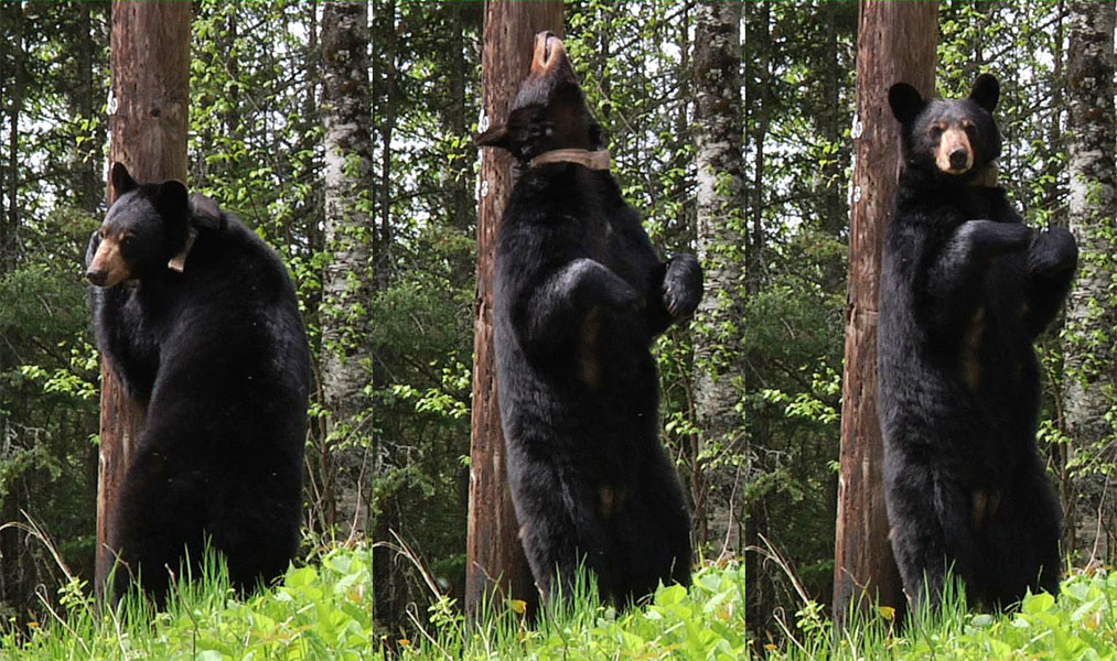 Lily_marking_X_3_-_20110527