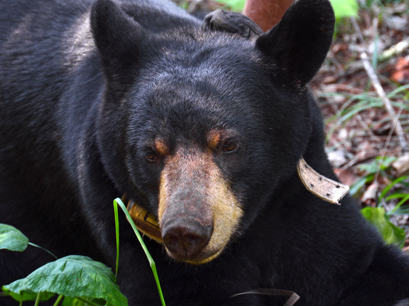 Lily - July 16, 2012