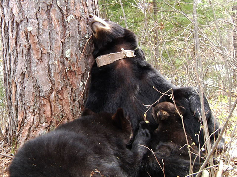 Lily_nursing_Hope_and_Faith_-_20110514