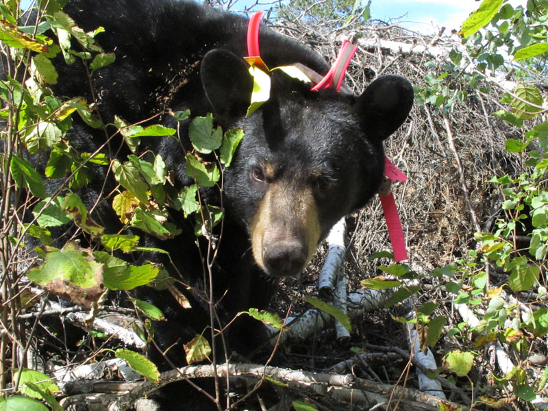 Lily outside of her den - Sept 10, 2012