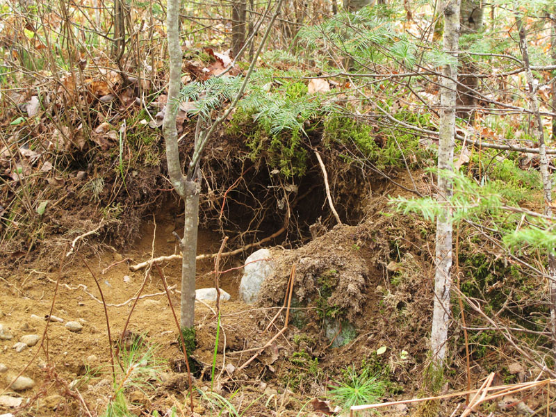 Lily partial_den_-_20111019