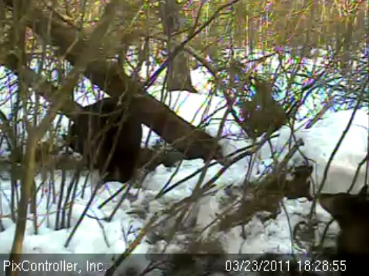 Lily_raking_in_bedding_-_20110323_182855
