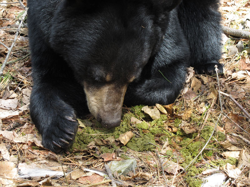 Lily and rumen contents - April 29, 2012