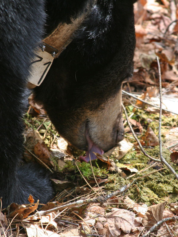 Lily licks rumen contents - April 29, 2012