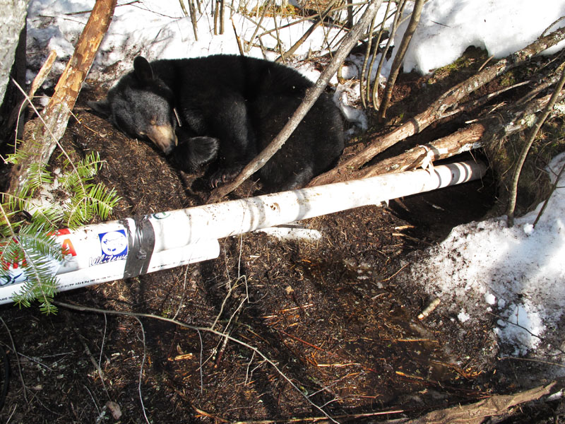 Lily_sleeping_water_outside_den_-_20110327