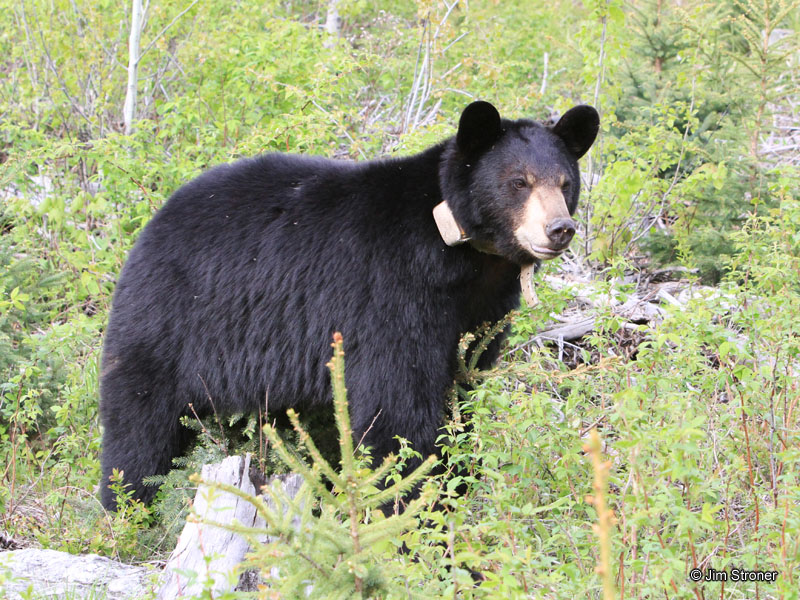 Lily_straddling_a_balsam_-_20110529