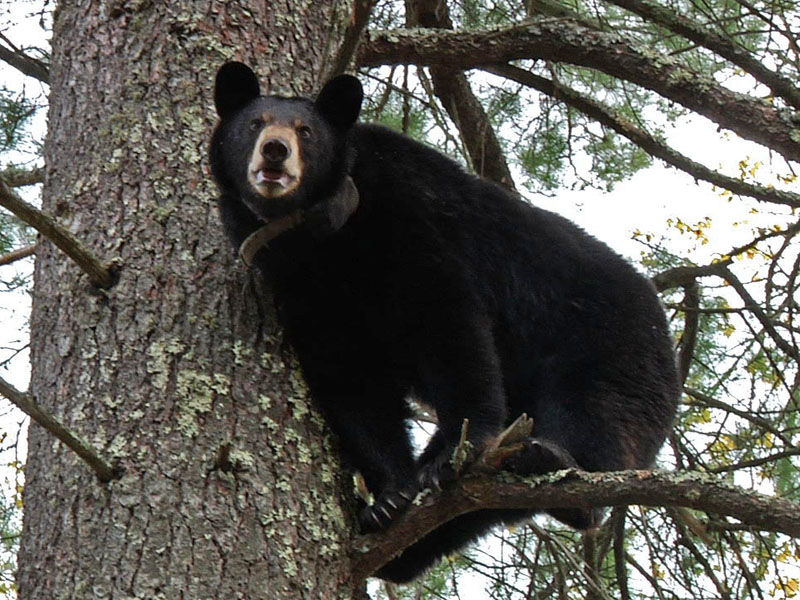 Lily_treed_by_June_-_20110520