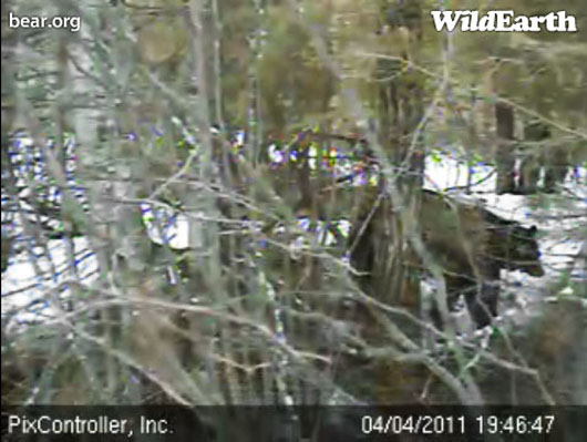 Lily_walking_-_20110404_194647