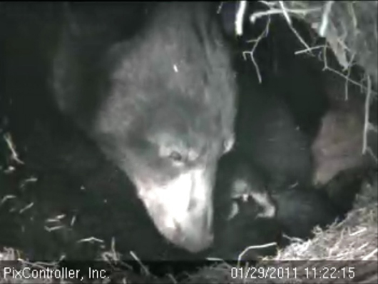 Lily_with_female_cub_-_20110129_112215