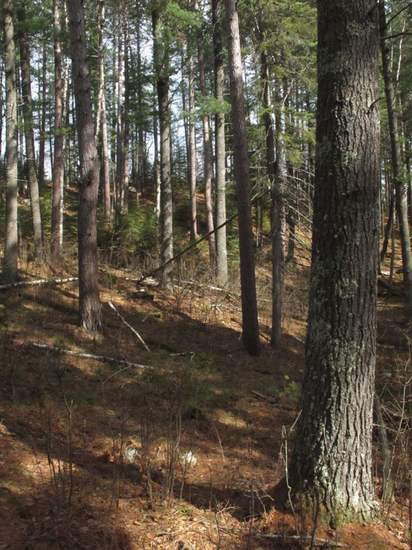 Searching for Lily - March 26, 2012