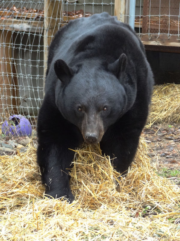 Lucky rakes more straw into his den - Nov 7, 2012