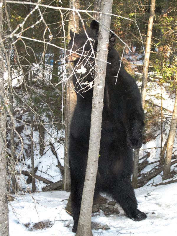 Lucky standing by tree - Feb 19, 2012
